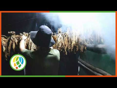 Analizan campaña de tabaco 2026-2027 en Consolación del Sur
