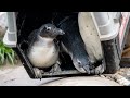 Pinguïns Ronden Broedseizoen Succesvol Af