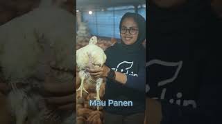 Download lagu Mengintip Kehidupan Ayam Broiler Sebelum Panen di Peternakan Modern mp3