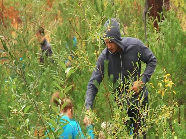 Волонтеры обыскивают ангарские леса