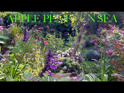 Autumn Energy in a Small Garden | Flower Tour, Picking Apples, Watching Butterflies & Making Plans