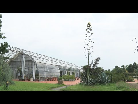 園芸 ウェーバーのリュウゼツラン