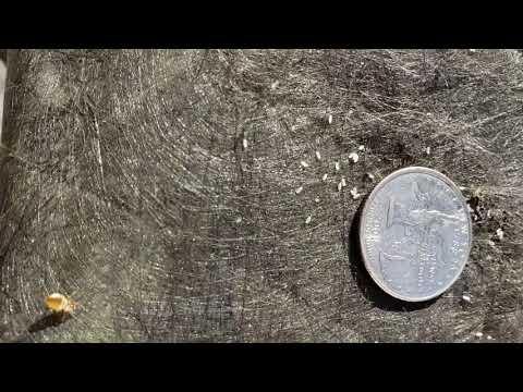 YouTube video about: How big do bed bug eggs typically get?