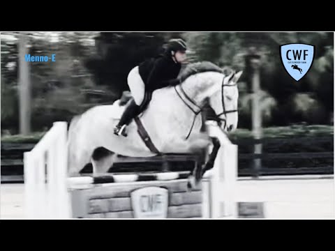 Menno -E , 2016, 16.2, gelding Child Adult packer! (Jumper/ EQ)