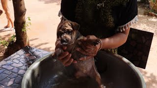 Bathing Puppy And Feeding Milk By Women In Village At Rural Area