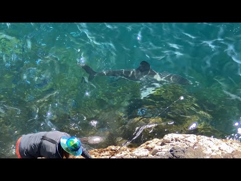 Big Fish After Big Friggen Fish (Compilation Part 1)