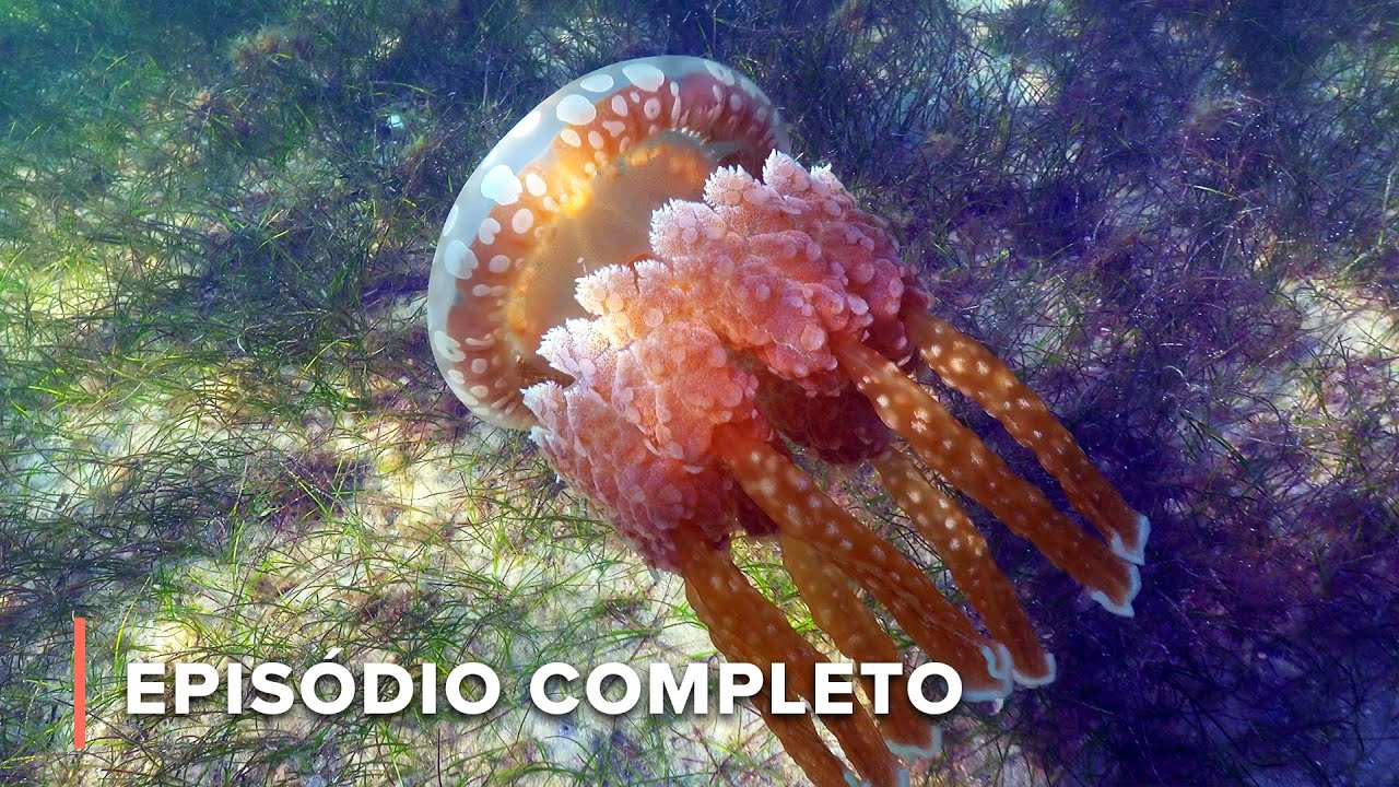 Lago Malawi | África: Maravilhas do Mundo Marinho 104