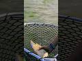 Video Thumbnail for That's not a bass...  #shorts #fishing #pike #like #subcribe