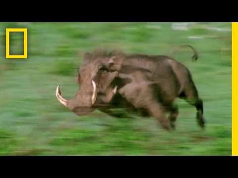 ケープイボイノシシ (Phacochoerus aethiopicus)