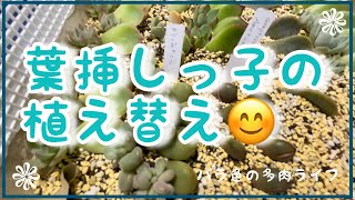 【多肉植物】【ガーデニング】葉挿しっ子の植え替え😊