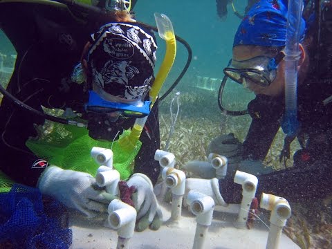 "リーフリバイバル "本編エピソード ("Reef Revival" Full-Length Episode)