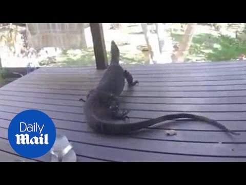 Huge goanna terrifies family launching an attack from garden - Daily Mail