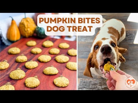 DIY Dog Treats 🍪🐾 Pumpkin Bites Recipe for Fall