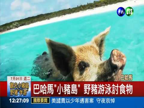 野豬天堂! "小豬島"體驗人豬共游