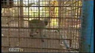 Got Docs: Aisheen Still Alive In Gaza