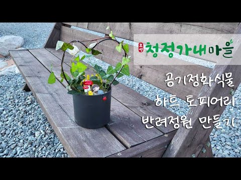 보성 청정가내마을 공기정화식물 하트 토피어리 반려정원 만들기