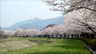preview picture of video '2011.4.27天童市駅西桜並木　Cherry Blossoms in Japan Tendo'