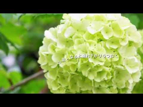 香りのスノーボール 植物