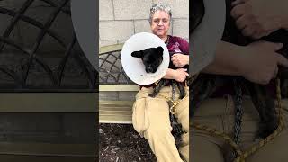 Video preview image #1 French Bulldog-Unknown Mix Puppy For Sale in Pasadena, CA, USA