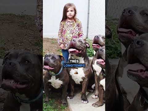 Elle laisse sa fille seule avec 6 pitbulls 😳#histoire #chien #animaux #shorts