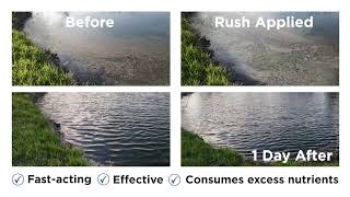 Healthy Ponds RUSH