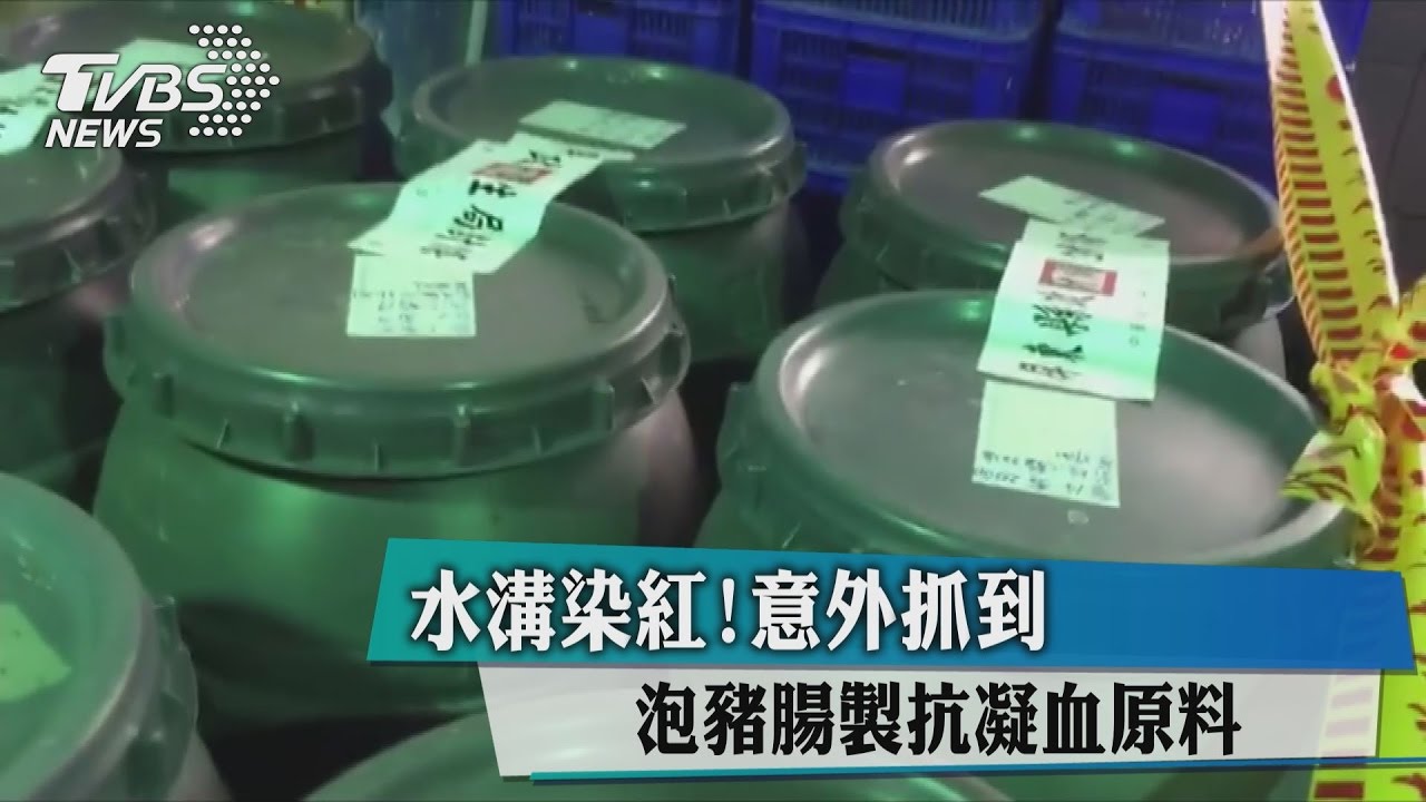 水溝染紅！意外抓到泡豬腸製抗凝血原料