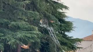 emergenza-calabroni-decine-di-interventi-nel-sannio