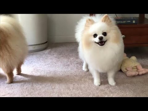 female pomeranian dog barking | pomeranian Puppies Barking