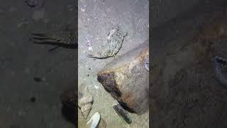 I catching seafood on the seafloor-P1025-2.#fishing #ocean #deepsea #nature #beach