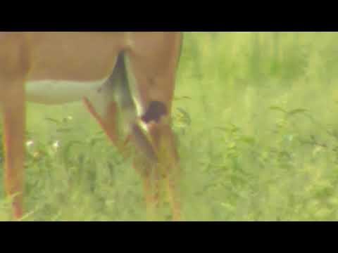 Djuma: Impala ram with left rear leg flesh injury  - 16:31 -  03/04/19