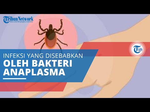 , title : 'Anaplasmosis, Infeksi yang Disebabkan karena Bakteri Anaplasma Phagocytophilum'