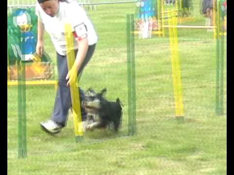 Chicco Sorinières 23 05 2009 JUMPING