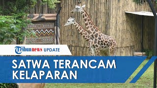 Terancam Potong Rusa untuk Pakan Harimau karena Pandemi, Kebun Binatang Bandung Berharap Ada Bantuan