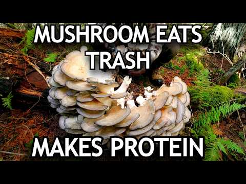 This Mushroom Turns Waste Into High-Protein Food | The Future of Sustainable Urban Farming