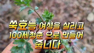 쑥효능 여성을 살리고 100세청춘 으로 만들어 줍니다