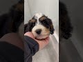 Mini Bernedoodle dogs for sale: Skye - Video 1