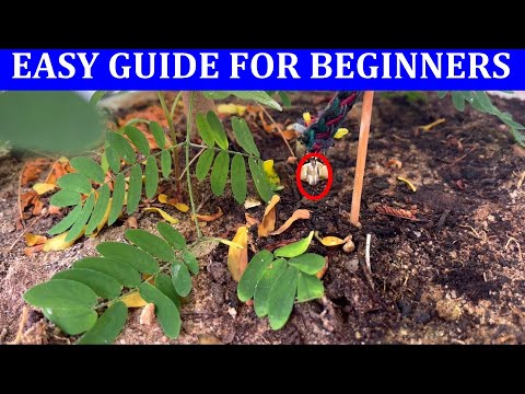 The easiest way to make a homemade drip irrigation system ll DIY home drip irrigation system