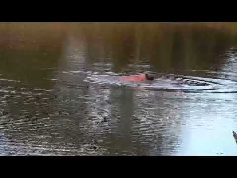 Djuma: Hippo does a barrel roll - 15:55 - 03/21/2022