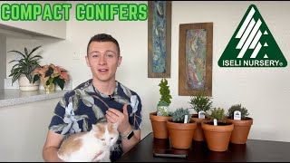 Unboxing Unique Compact Conifers from Iseli Nursery! | Joshua