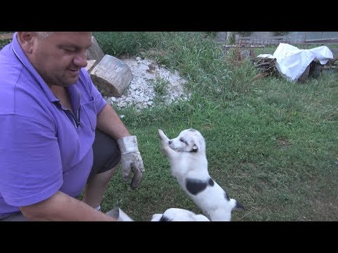 Fabrica de carute ep  .26