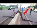 Top 10 Biggest Snakes In The World FactEX