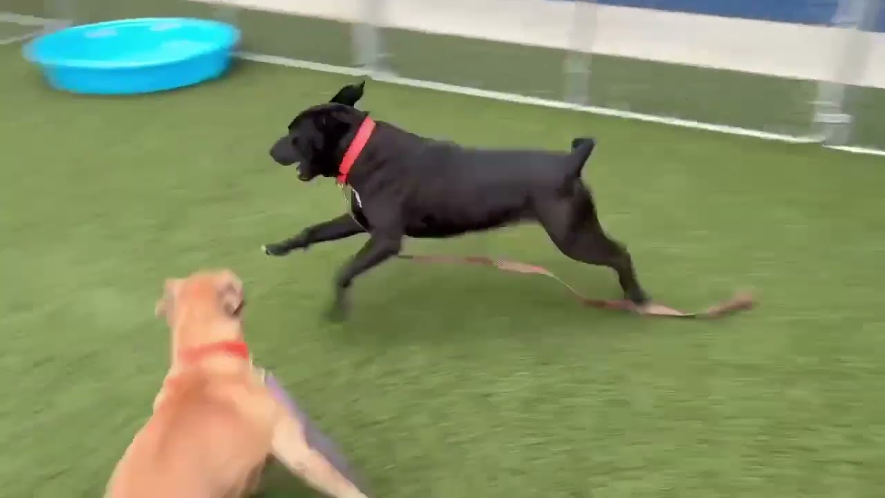 Enlarge Graham, a Adoptable mixed breed in Hartsville, SC video 6/6
