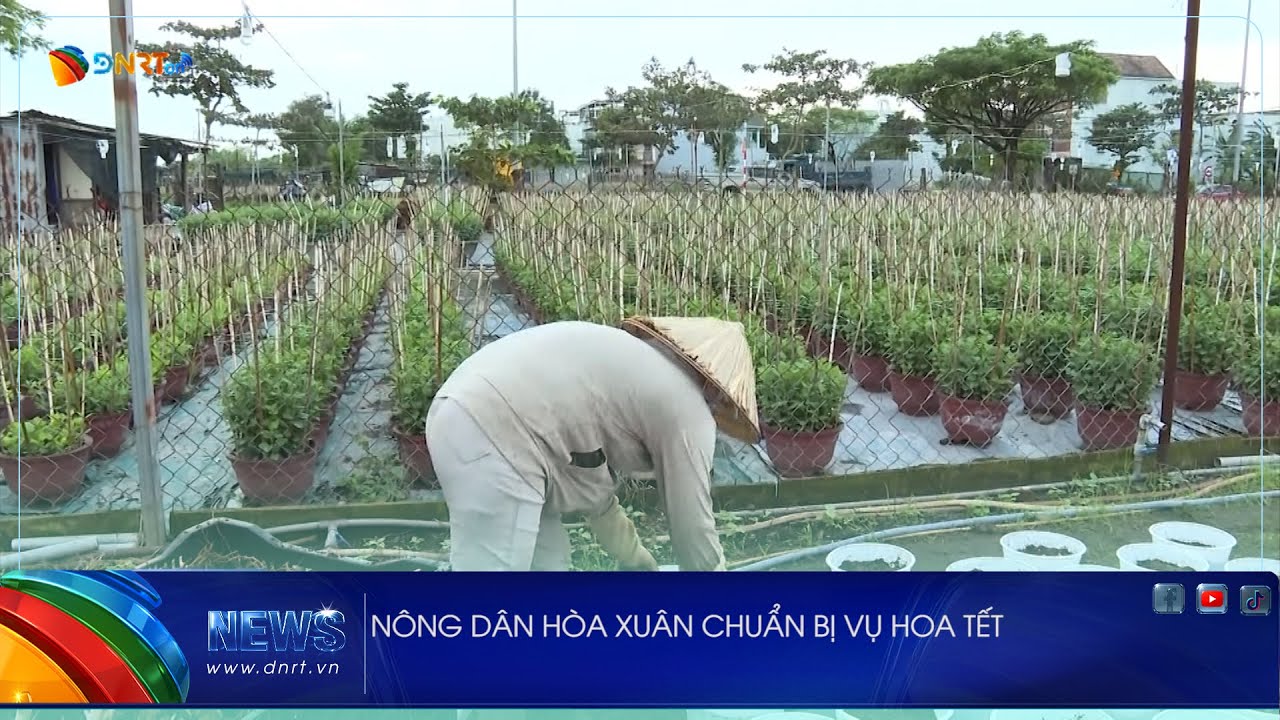 NÔNG DÂN HÒA XUÂN CHUẨN BỊ VỤ HOA TẾT