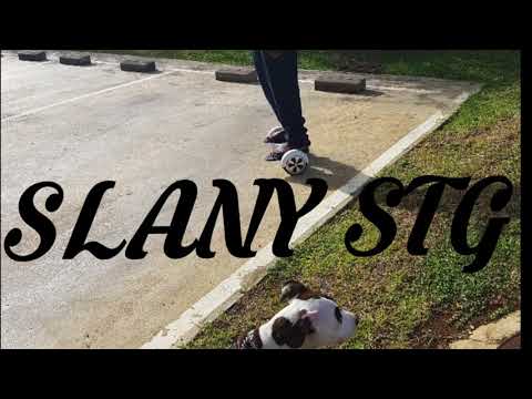 Slany Stg - HOULALA 2K18