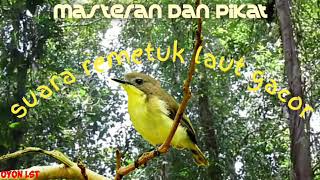 Download lagu suara remetuk laut merdu cocok buat masteran dan pikat mp3