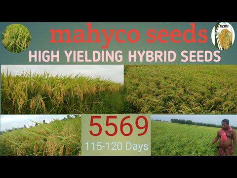 Mahyco Paddy Seeds