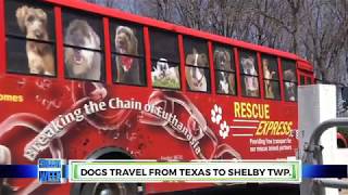 NEWS 5.7.2018  DOGS TRAVEL FROM TEXAS