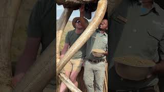 o maior elefante do mundo
