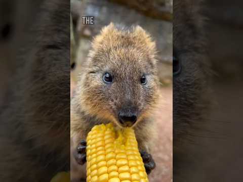 This Animal Will Put A Smile On Your Face! #animals #shorts #quokka