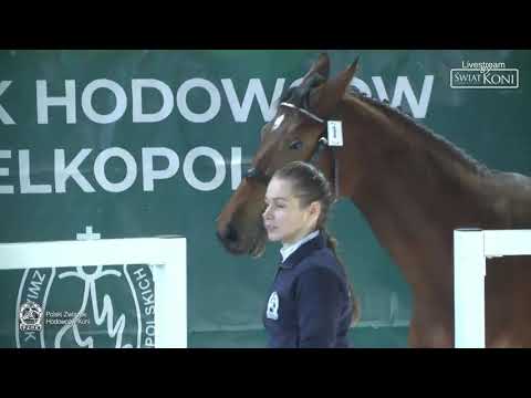 III Ogólnopolski Czempionat Koni Ras Szlachetnych w Skokach Luzem
